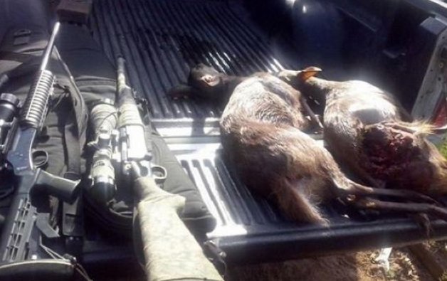 Decomisaron armas y corzuelas en un procedimiento en Huanqueros