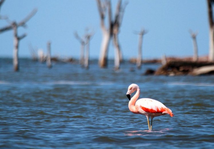 El Senado votó la creación del Parque Nacional Ansenuza