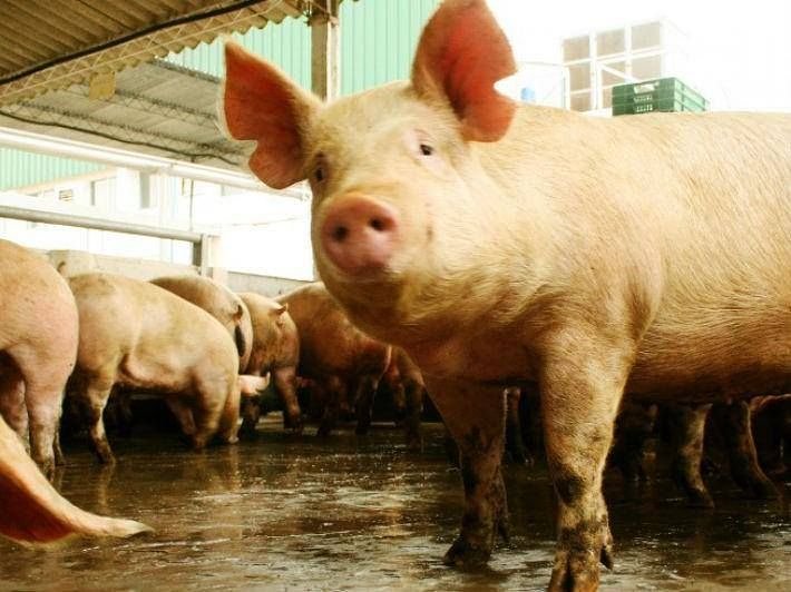 La provincia recomienda medidas de cuidado ante brotes de triquinosis