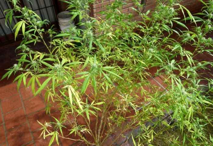 Encontraron plantas de marihuana en una vivienda de Brinkmann