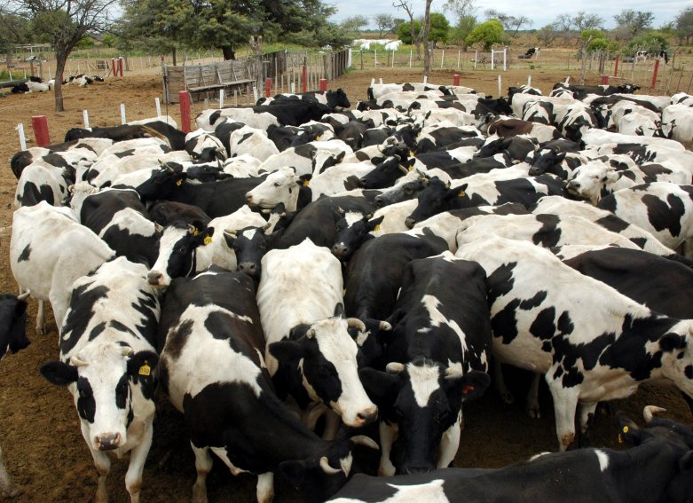 La provincia dispuso una asistencia a productores ganaderos afectados por sequía
