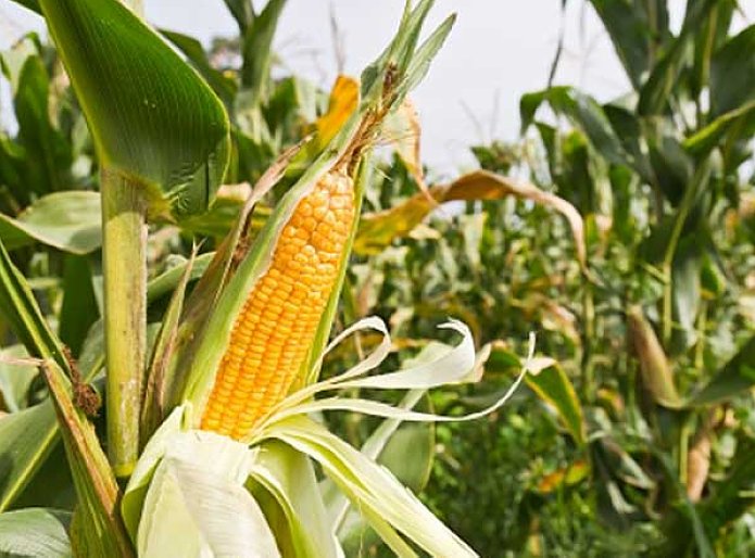 Crean el programa de compensación para pequeños y medianos productores de soja y maíz
