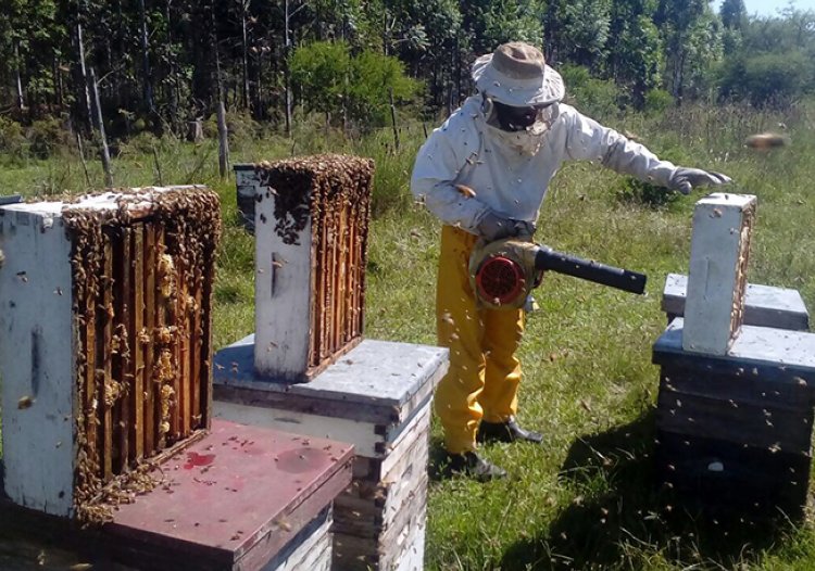 Los productores apícolas de Santa Fe pueden gestionar el certificado por emergencia
