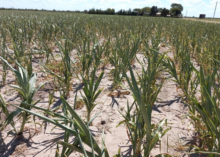 Nueva línea de crédito a productores afectados por la sequía