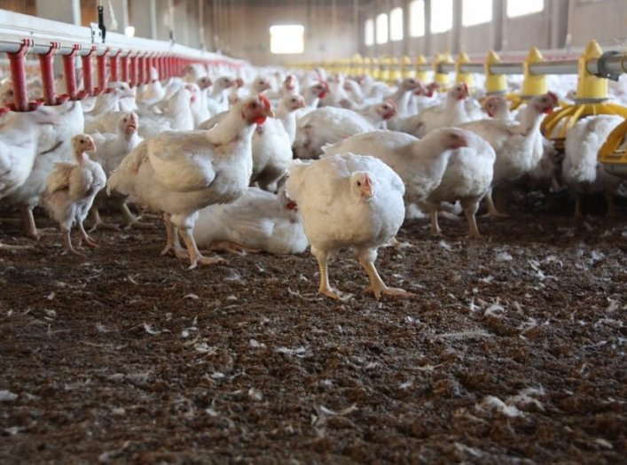 La provincia continúa trabajando en prevención y monitoreo de la Influenza Aviar