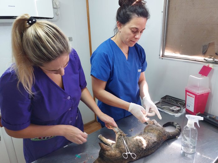 Suardi: La municipalidad destaca el programa de castraciones