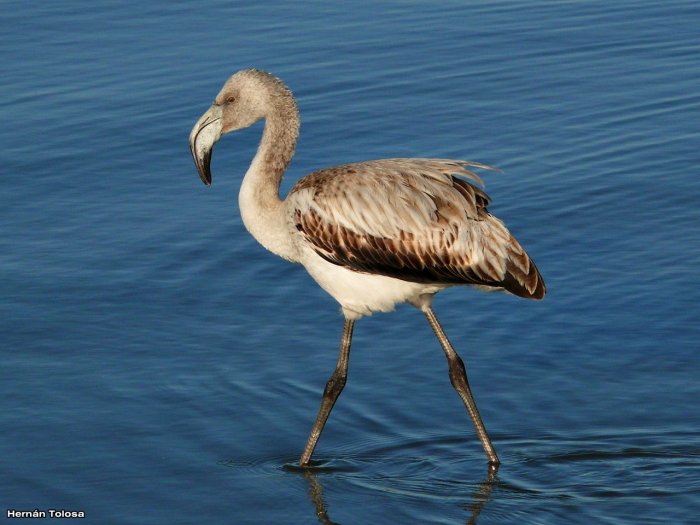 Recomendaciones ante la aparición de flamencos en zonas urbanas