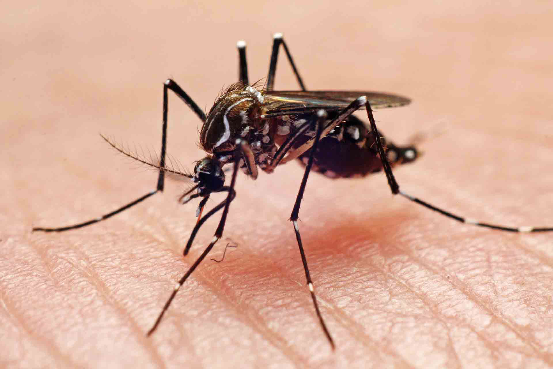 Se conoció la primera muerte por dengue en la ciudad de Rafaela