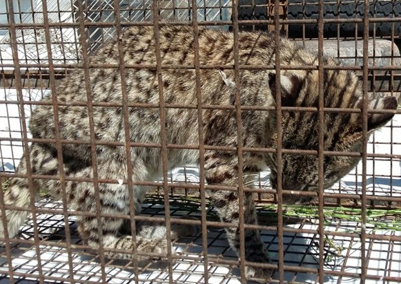 Liberaron un gato montés tras recuperarse en la Estación Biológica de Morteros