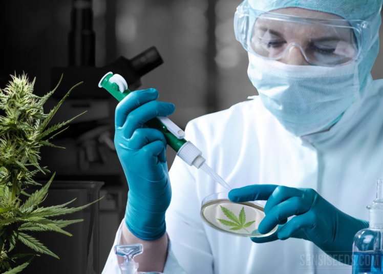La provincia capacitó a equipos de salud en el uso del cannabis medicinal