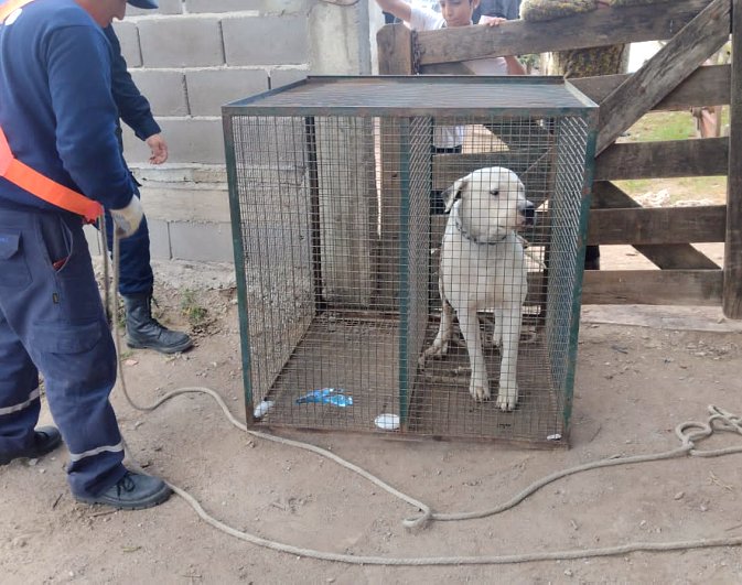 Morteros: Realizaron allanamientos y secuestraron tres perros dogo
