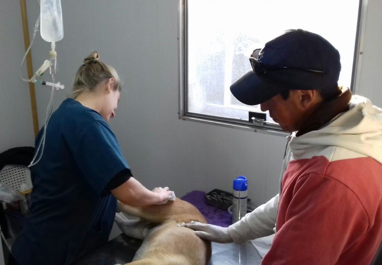 Suardi: El municipio esterilizó a más de 1600 mascotas