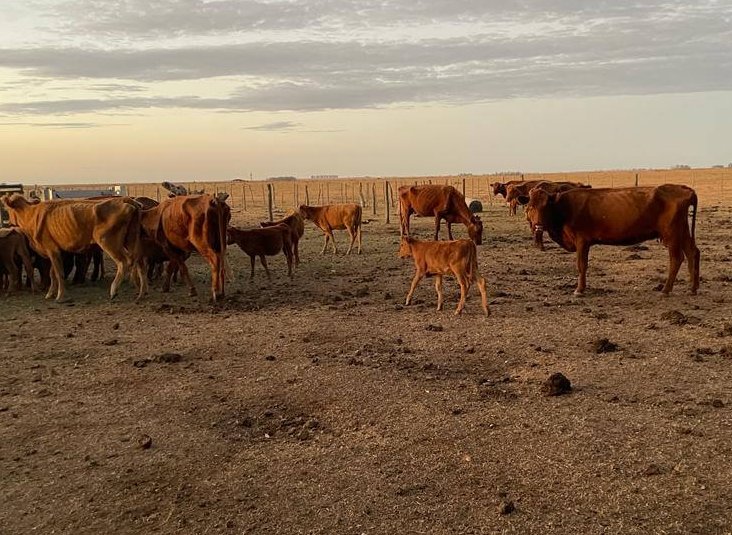 Se reabre la inscripción para productores ganaderos afectados por la sequía