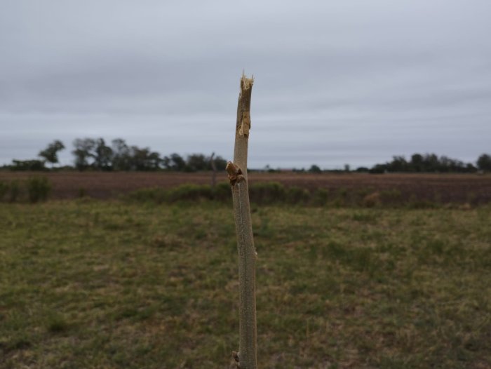 Denuncian vandalismo en plantación de árboles y en el monumento sur de Morteros