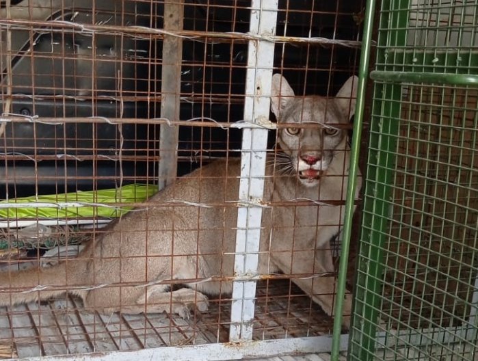 Morteros: Fueron trasladados los dos pumas a una reserva natural