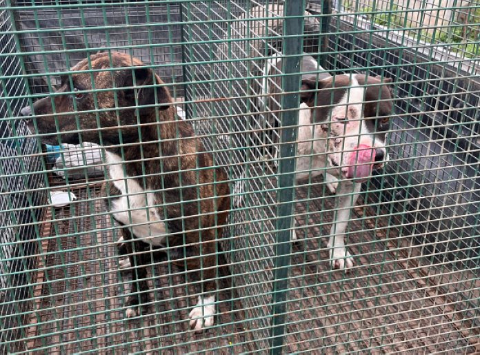 Morteros: Secuestraron dos perros por negligencia de su dueño