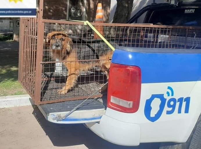 Secuestraron un perro por lesionar a una menor en Col. Vignaud