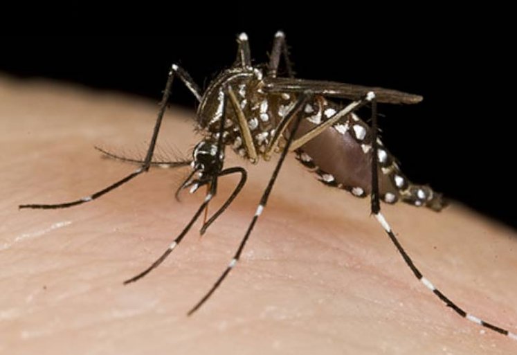 La provincia confirmó más de 7500 casos de dengue