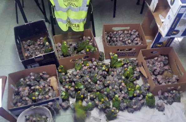 Incautaron unos 400 loros en procedimiento vial en San Cristóbal