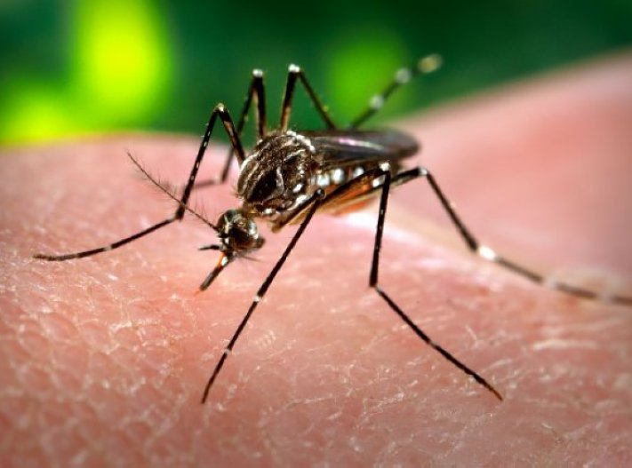 Siguen en ascenso los casos de dengue en el departamento San Cristóbal