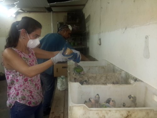 Los loros incautados en San Cristóbal fueron derivados a la Granja 