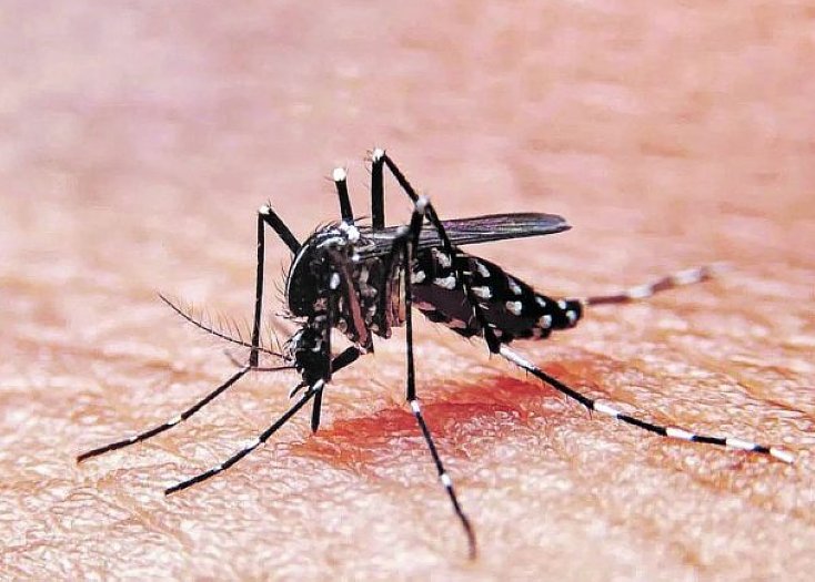 Dengue: marcado descenso en la curva de contagios en toda la provincia

    