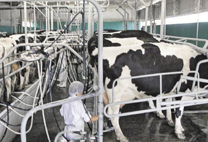 El OCLA informó sobre la fuerte caída en producción y consumo de leche