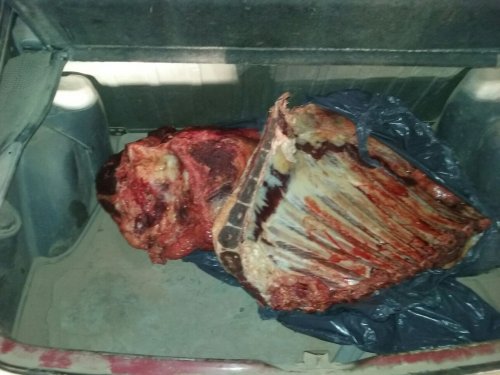Le faenó a su patrón una vaca de elite valuada en 25 mil pesos