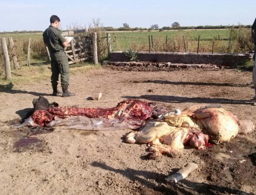Dos faenamientos clandestinos en zona rural de Suardi.