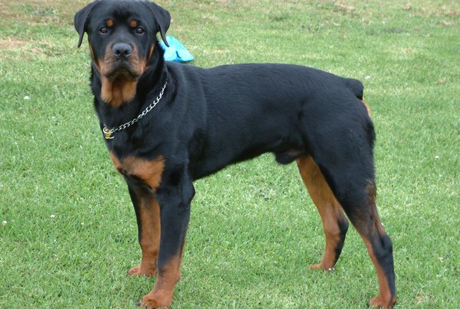 Un rottweiler atacó a un niño en la localidad de San Guillermo