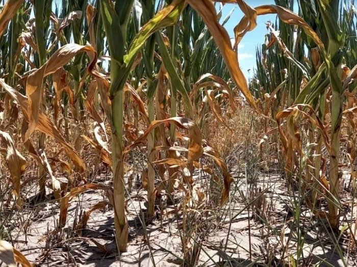 Emergencia agropecuaria: avanza la homologación de Nación y activan el registro provincial
