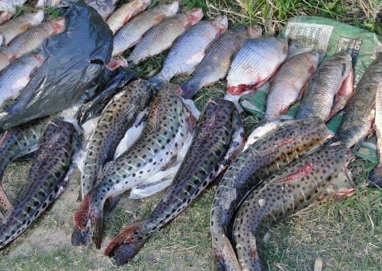 Importantes operativos de Los Pumas por caza y pesca furtiva
