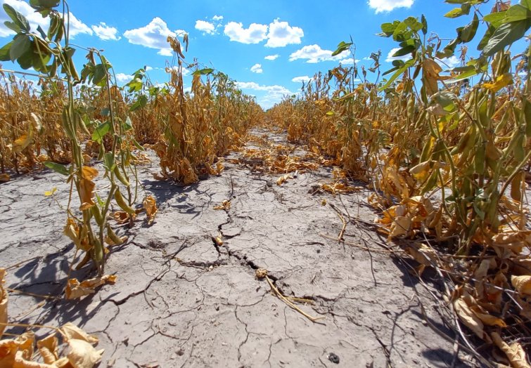 Nación homologó la emergencia agropecuaria por sequía para departamentos santafesinos