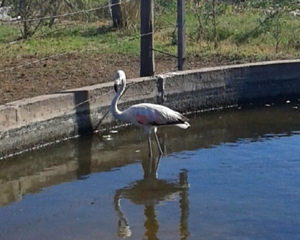 Encontraron un flamenco en un bebedero de un campo en Col. Milessi