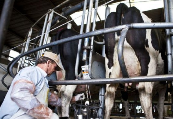 La industria dice que los precios de la leche seguirán deprimidos