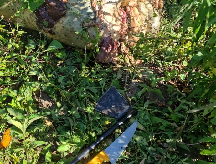 Faenamiento clandestino en Suardi y robos en Ceres y Monigotes