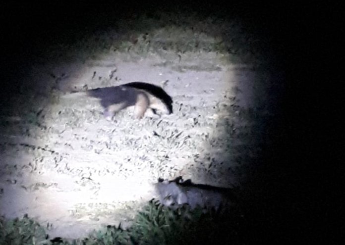 Encontraron un oso melero en cercanías de Suardi