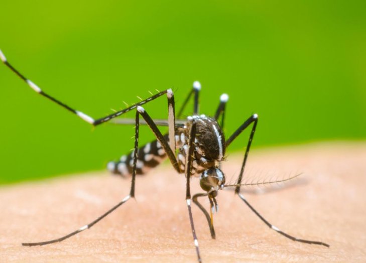 Los casos de dengue bajaron más del 90% en la provincia de Santa Fe