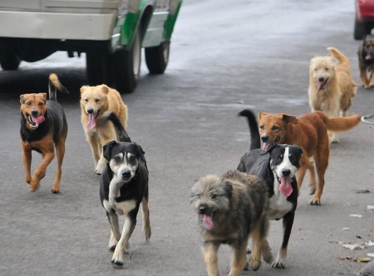 Bienestar Canino: 