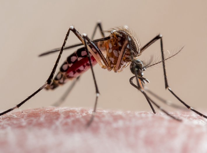 Dengue: La provincia investiga la muerte de una bebé de 14 meses