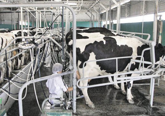 Michlig pide la declaración de emergencia para el sector lácteo