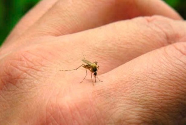 Se confirmaron otros dos casos de dengue en San Cristóbal