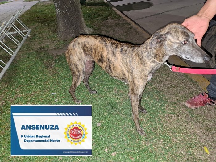 Brinkmann: Detuvieron a un joven por una estafa con un perro