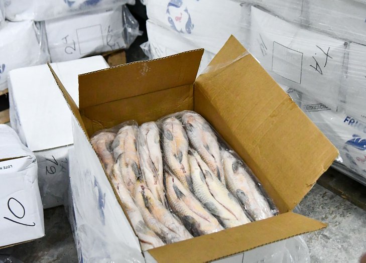 Provincia suspenderá por un año el acopio de pescado para exportación