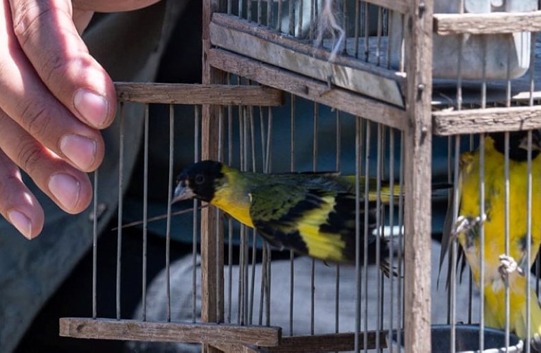 Liberaron 40 aves y un gato montés en Altos de Chipión 
