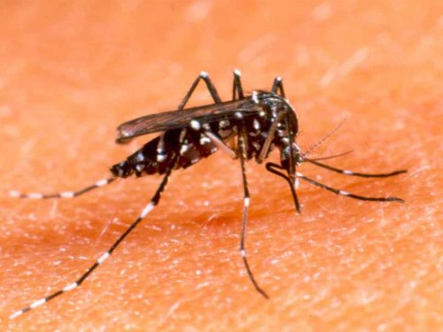 Siguen aumentando los casos de dengue en Sunchales y San Cristóbal