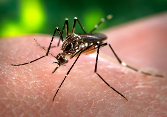 Se confirmaron dos casos de dengue en zona rural de Suardi
