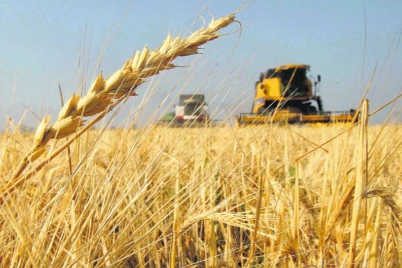 Coop. Guillermo Lehmann informa que la cosecha de trigo es la mejor de los últimos 5 años