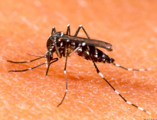 Suardi: Son cuatro los casos de dengue confirmados en zona rural