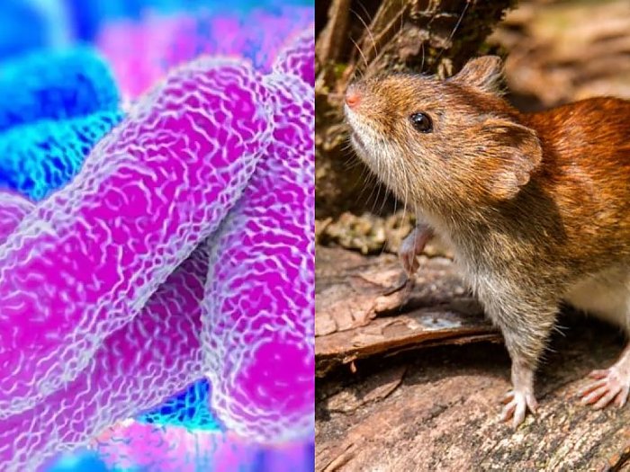 Leptospirosis: Provincia recuerda las medidas de prevención